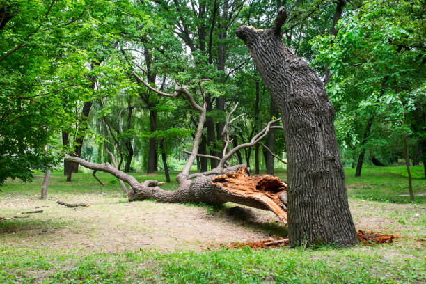 Best Pest Control for Lawns  in Cherryville, NC