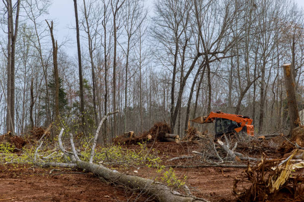 Best Lot and Land Clearing  in Cherryville, NC