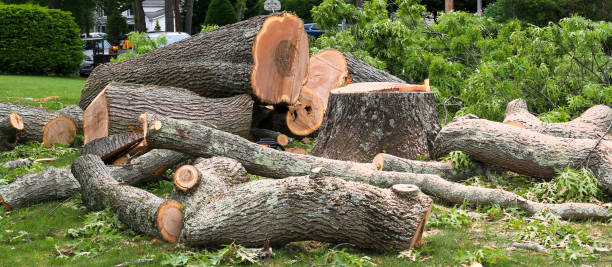 Best Storm Damage Tree Cleanup  in Cherryville, NC