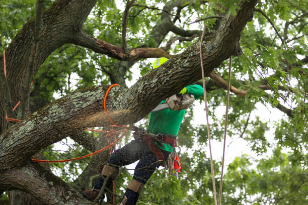 Leaf Removal in Cherryville, NC
