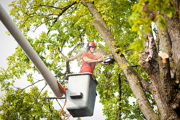 Reliable Cherryville, NC Tree Care Solutions