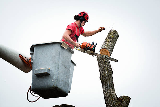 How Our Tree Care Process Works  in  Cherryville, NC