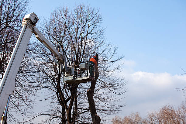 Best Tree Trimming and Pruning  in Cherryville, NC