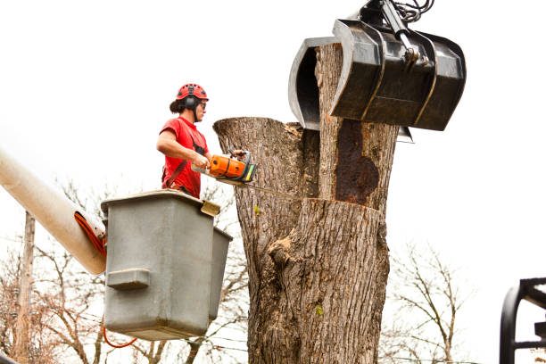 Best Commercial Tree Services  in Cherryville, NC
