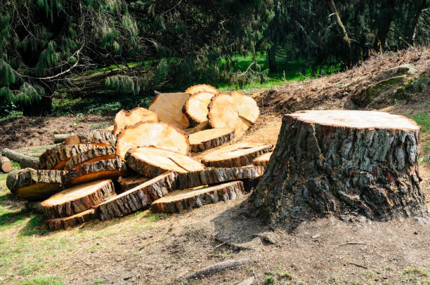 Best Tree Preservation Services  in Cherryville, NC
